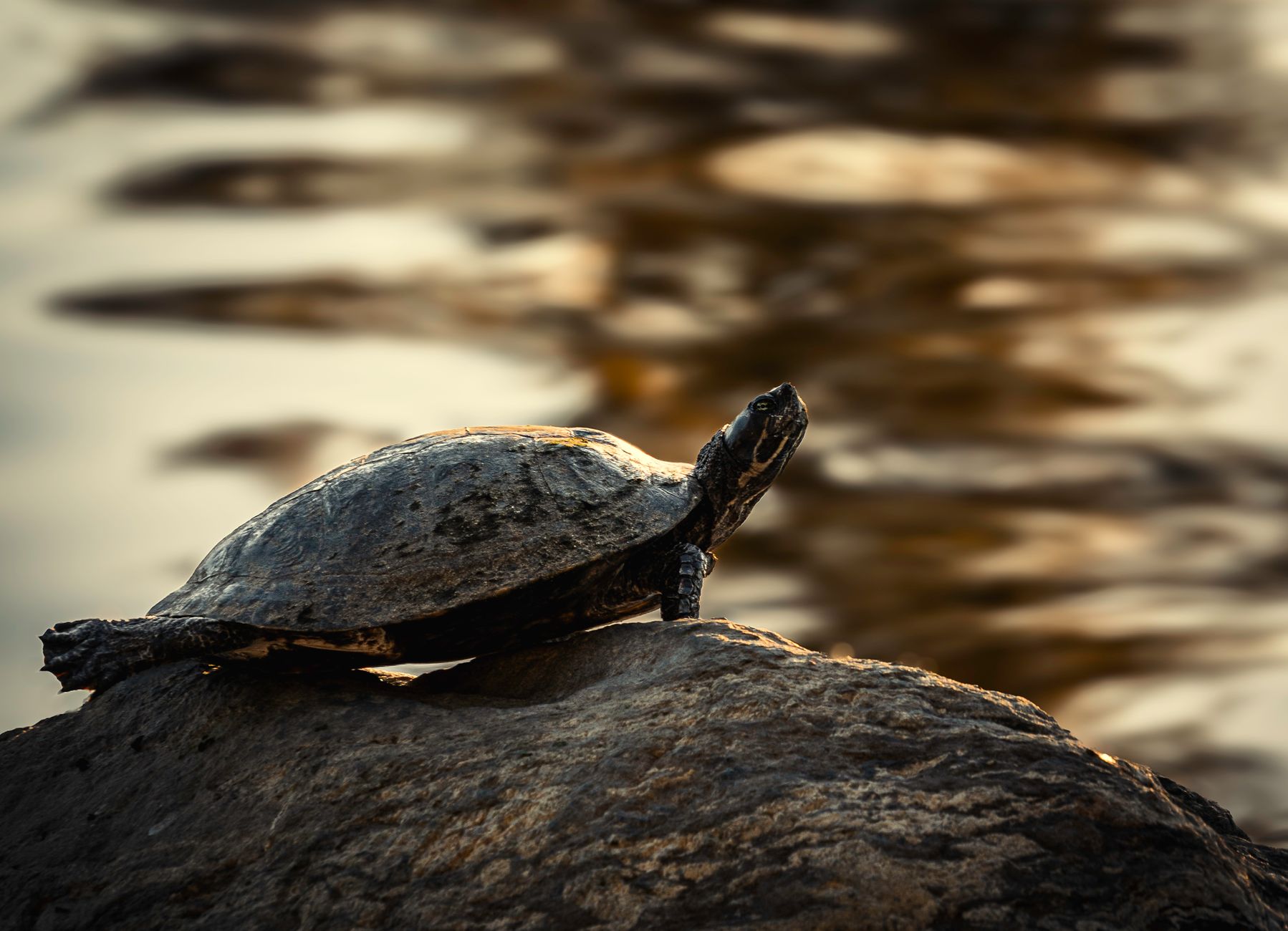 A turtle on a rock by the water